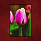 627 Union Tulips_Apr 23_2017_HDR_A1945_peEvengLite_2x2