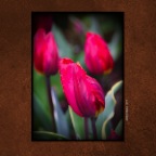 627 Union Tulips_Apr 23_2017_HDR_A1929_peStrngVgnt_2x2