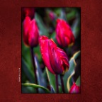 627 Union Tulips_Apr 23_2017_HDR_A1929_peHdr2013_2x2