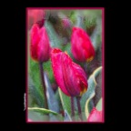 627 Union Tulips_Apr 23_2017_HDR_A1929_peNpasteld_1_2x2