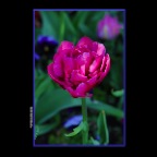 Flowers_Tulips_Apr 9_2016_HDR_K8391_2x2