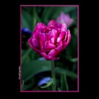 Flowers_Tulips_Apr 9_2016_K8392_2x2