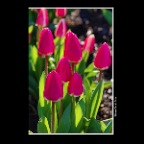 Tulips in NVn_Mar 28_2016_HDR_K4591_2x2