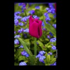 Flowers_Tulips_Apr 5_2016_HDR_K6430_2x2
