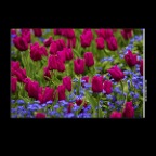 Flowers_Tulips_Apr 5_2016_HDR_K6434_2x2