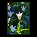 Flowers_Tulips_Apr 9_2016_HDR_K8555_2x2