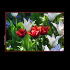 Flowers_Tulips_Apr 9_2016_HDR_K8559_2x2