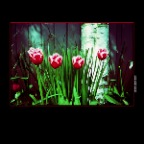 Tulips_1_2x2