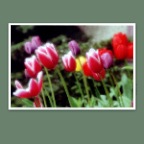 Tulips_0714_15_2_2x2