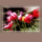 Tulips_0714_15_3.1_2x2
