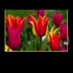 Tulips_Apr 29_2012_3094MD_2x2
