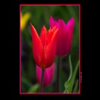 Tulips_Apr 29_2012_3074_2x2