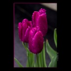 Tulips_Apr 26_2012_3019_2x2