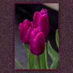 Tulips_Apr 26_2012_3019_2x2