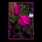 Tulips_Apr 30_2012_3111_2x2