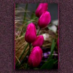 Tulips_Apr 26_2012_2999e_2x2