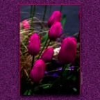 Tulips_Apr 26_2012_3000_2x2