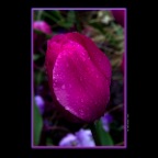 Tulips_Apr 30_2012_3115_2x2
