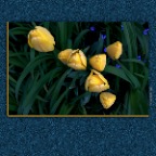Strathcona Flowers_Apr 27_2012_C2862_2x2