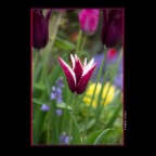 Flowers Tulips_Apr 26_2015_F6902_2x2