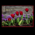Tulips_Apr 27 09_4143_1_2x2