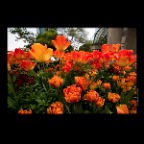 Flowersr_May 8_2012_C4240_2x2