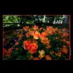 Flowersr_May 8_2012_C4272_2x2