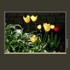 Tulips_8501_1_2x2