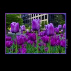 Flowers Tulips_Apr 30_2016_HDR_K8347_2x2