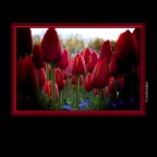 Flowers Tulips_Apr 25_2019_CR2_E4705_peDecRad_2x2