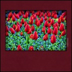 Flowers Tulips_Apr 25_2019_HDR_E4696_peTexSup&Hdr2013_1_2x2