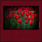 Flowers Tulips_Apr 25_2019_HDR_E4696_peIntnSunst_2x2