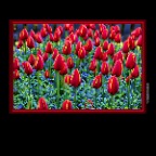 Flowers Tulips_Apr 25_2019_HDR_E4696_peHdr2013_1_2x2
