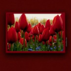 Flowers Tulips_Apr 25_2019_CR2_E4705_peNatBeauty_2x2