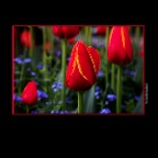 Flowers Tulips_Apr 25_2019_CR2_E4735_peHdr_2x2