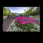Tulips Coal Harbor_May 15_2014_HDR_E4230_2x2
