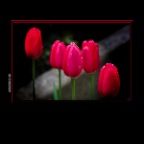 Flowers Tulips_Apr 19_2019_HDRA4106_peDecRad_2x2