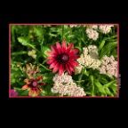 Flowers_Aug 2_2015_HDR_H6733_2x2