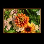 Flowers_Aug 2_2015_HDR_H6753_2x2
