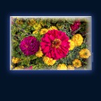 Flowers New West_Aug 12_2018_HDR_D1856_peOld Illustr&Vibr_2x2