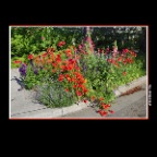 Flowers_Poppies_Jun 11_2017_HDR_A1942_2x2